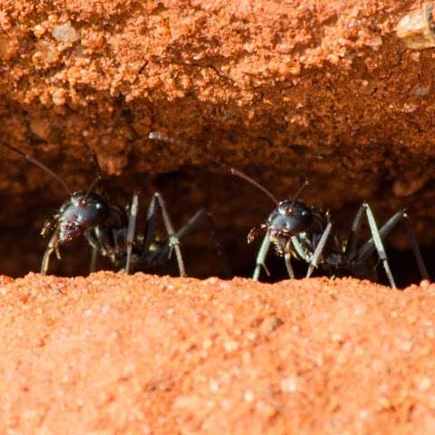 Photo: Goldfields Pest Control